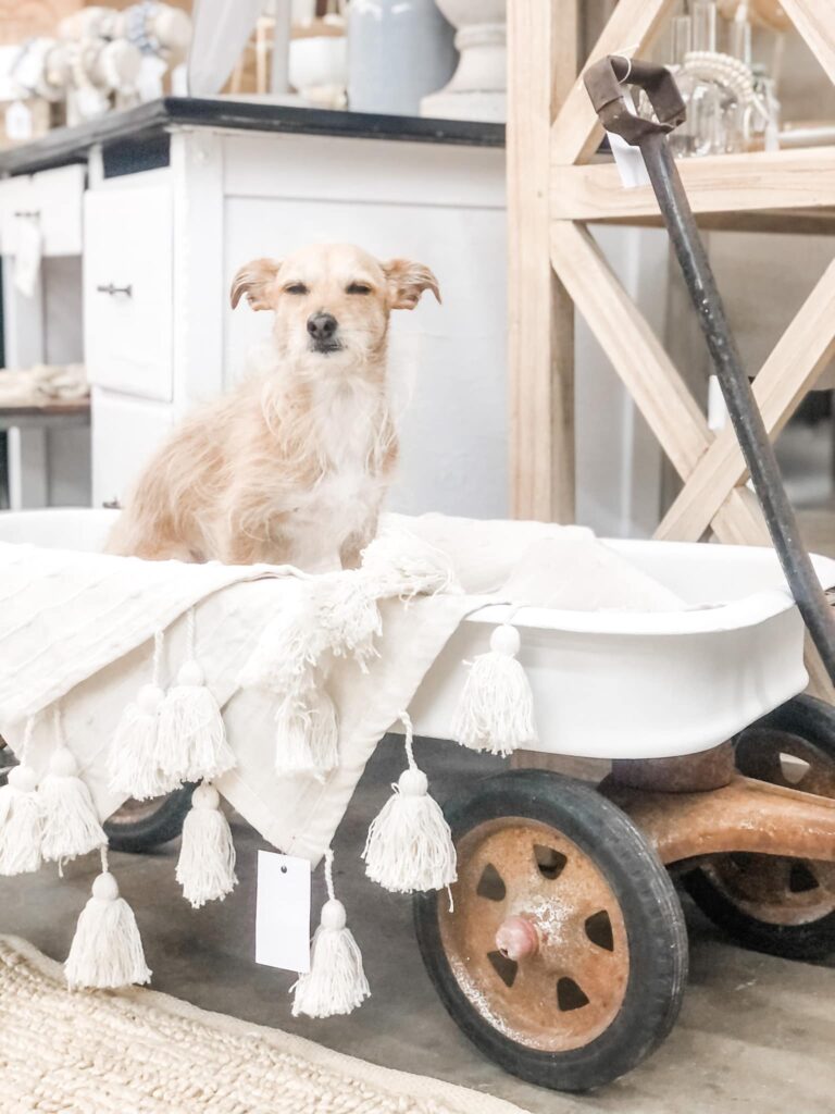 Famous dog, Pippa, a Jack Russell Terrier/ Chihuahua who goes to work everyday at Georgie Emerson Vintage.