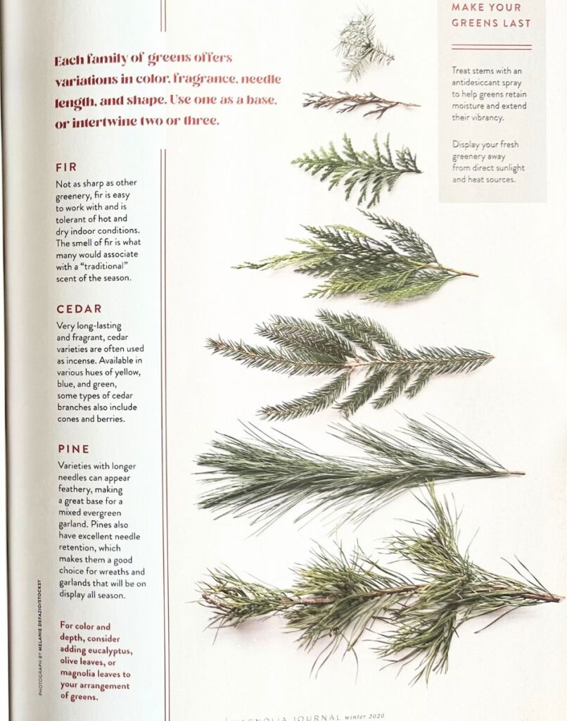 Different types of trees photographed by Melanie DeFazio in the Magnolia Journal Magazine.