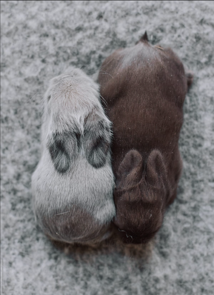 Stock photo of house rabbits pictured in a frame in an Ikea Store.