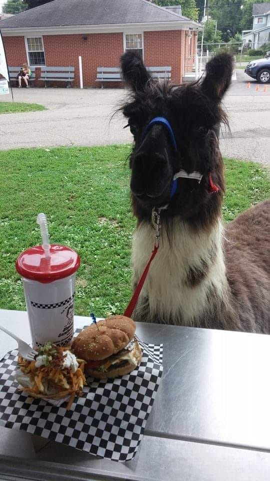 Llama visiting the concession food trailer of The Original Jimmy's Jawbreaker